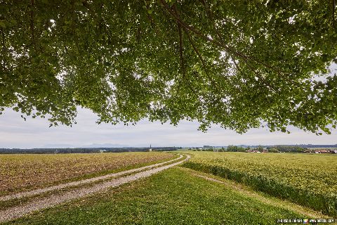 Gemeinde Tyrlaching Landkreis Altötting Rainbichl Linde Aussicht Landschaft (Dirschl Johann) Deutschland AÖ